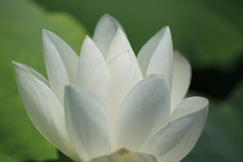 Lotus,  Lotuso Gėlė,  Natūralus,  Gėlės,  Žydėjimo,  Ramybė,  Vandens Lelija