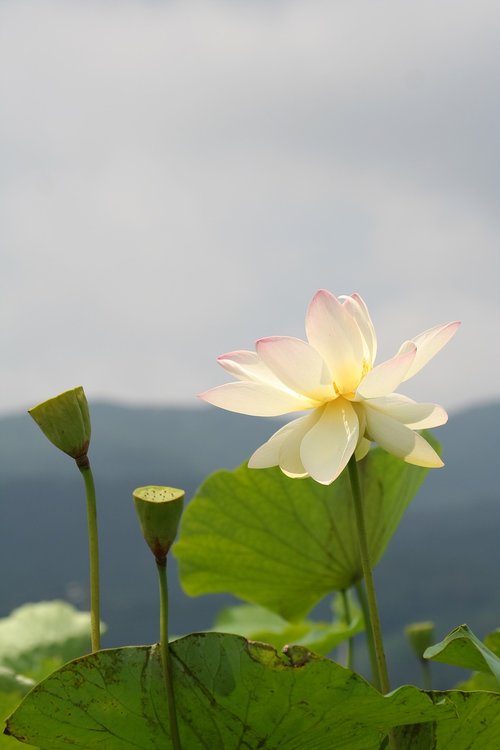 Lotus,  Baltos Gėlės,  Tvenkinys,  Vandens,  Augalų,  Lotoso Šaknys,  Vasara