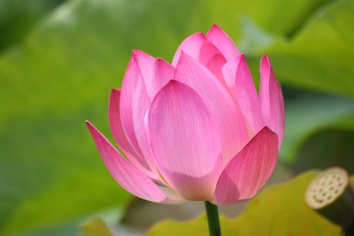 Lotus,  Rožinė Gėlė,  Tvenkinys,  Vandens,  Augalų,  Lotoso Šaknys,  Vasara