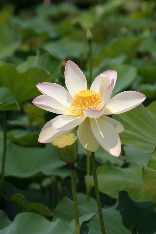 Lotus,  Baltos Gėlės,  Tvenkinys,  Vandens,  Augalų,  Vasara