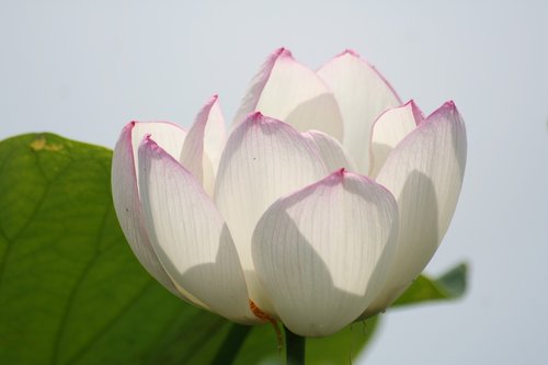 Lotus,  Baltos Gėlės,  Tvenkinys,  Vandens,  Augalų,  Vasara