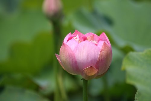 Lotus,  Rožinė Gėlė,  Tvenkinys,  Vandens,  Augalų,  Vasara