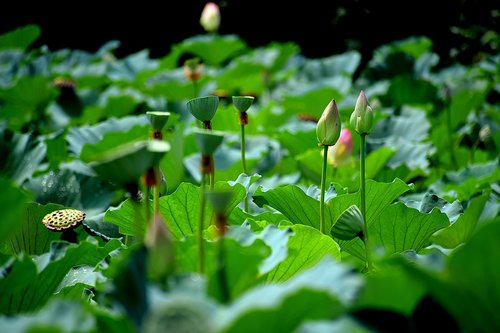 Lotus,  Tvenkinys,  Pumpurai,  Gėlės,  Žiedas,  Pobūdį,  Budizmas,  Rožinis,  Vandens,  Vasara,  Botanika,  Nymphaea,  Žiedlapiai,  Augalų,  Floros,  Biotopo,  Vanduo