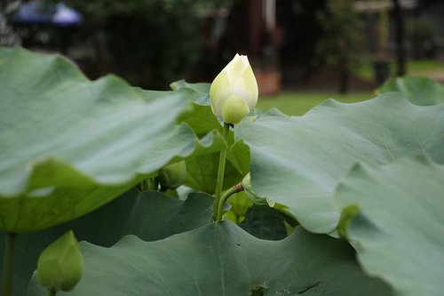 Lotus,  Gėlė,  Tvenkinys