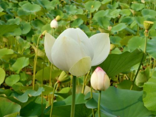 Lotosas, Lotuso Gėlė, Lotoso Lapai, Vandens Augalas