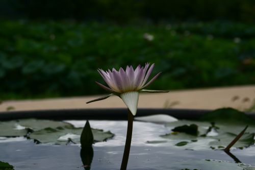 Lotosas, Gėlės, Tvenkinys Gėlių, Budizmas
