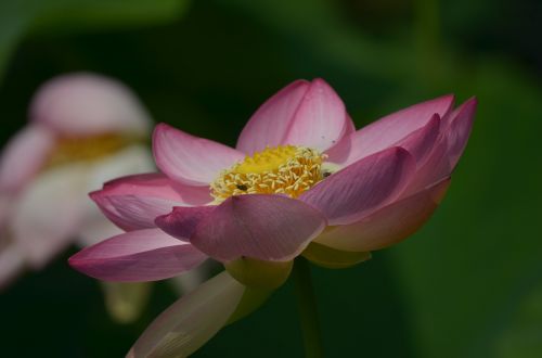 Lotosas, Lotuso Gėlė, Lotoso Žiedas, Vandens Gėlė, Vandens Augalas, Tvenkinys, Vandens Lelija, Rožinis