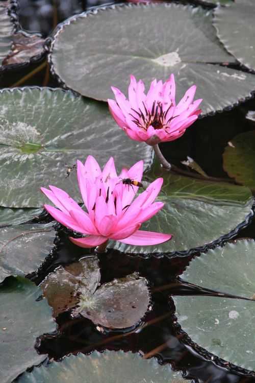 Lotuso Gėlė, Vasara, Augalas