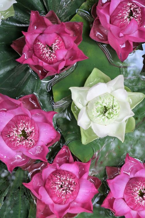 Lotuso Gėlė, Vandens Augalas, Lotosas, Asija, Tailandas