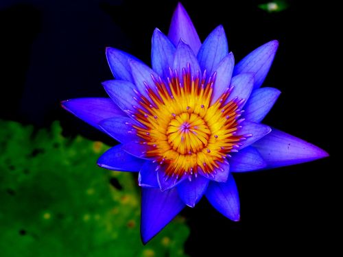 Lotuso Gėlė, Tvenkinys, Vandens