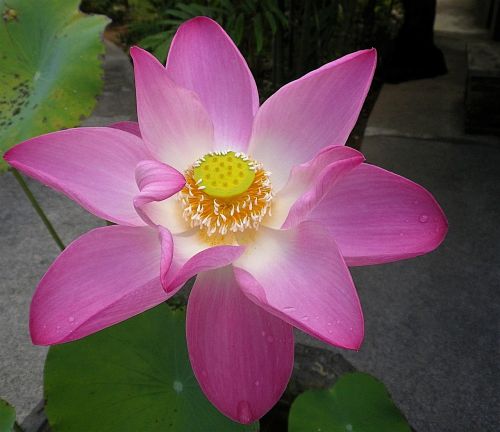 Lotuso Gėlė, Gėlė, Lotosas, Tailandas