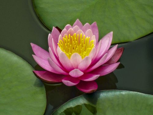 Lotuso Gėlė, Lotosas, Ežeras, Gėlės