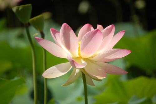 Lotuso Gėlė, Sodas, Parkas