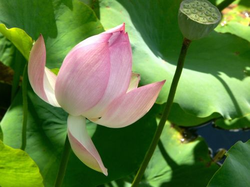 Lotuso Gėlė, Žiedas, Vandens, Tvenkinys, Vasara, Sodas, Zen, Vanduo
