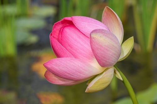Lotuso Gėlė, Vandens Augalas, Gėlė, Lotosas, Rožinis, Vandens