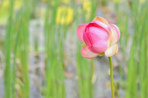 Lotuso Gėlė, Vandens Augalas, Lotosas, Gėlė, Rožinis