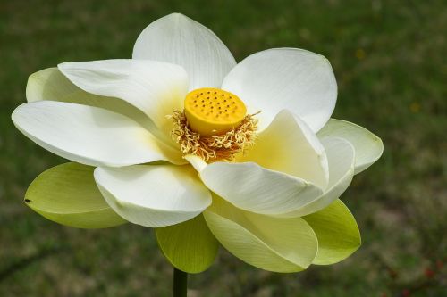 Lotuso Gėlė, Širdis, Vandens Augalas, Gėlė, Lotosas