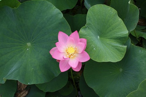 Lotuso Gėlė,  Aštuonis Mėnesius Laisvų Tuo Pėdos