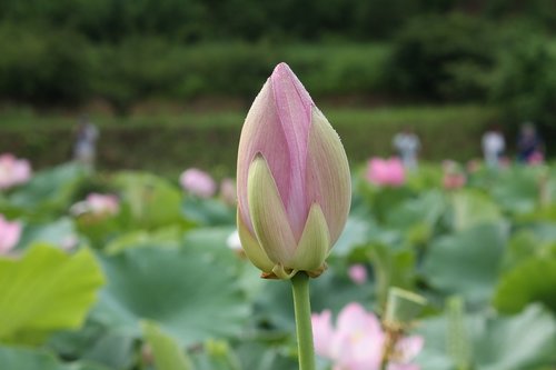 Lotuso Gėlė,  Aštuonis Mėnesius Laisvų Tuo Pėdos