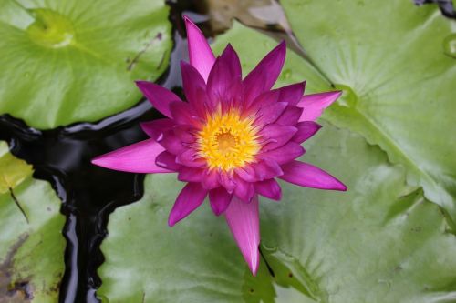 Lotuso Gėlė, Gėlės, Gamta