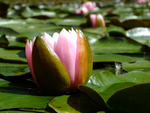 Lotuso Gėlė, Gamta, Kraštovaizdis, Gėlės