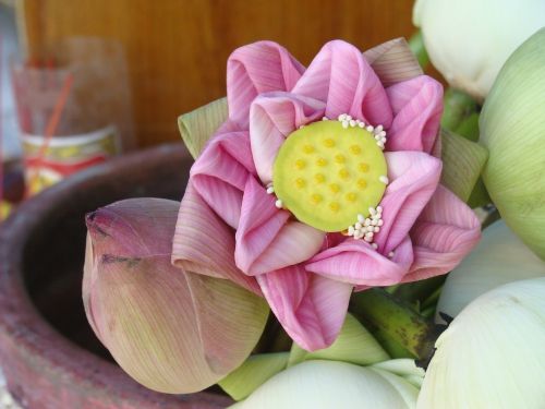 Lotuso Gėlė,  Violetinė,  Augalas