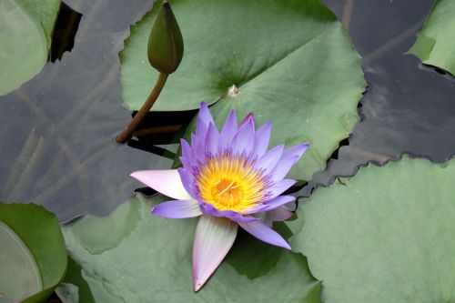 Lotus & Nbsp,  Gėlių & Nbsp,  Žiedų,  Violetinė,  Lotus & Nbsp,  Atostogos,  Tvenkinys,  Lotoso Gėlė Žiede