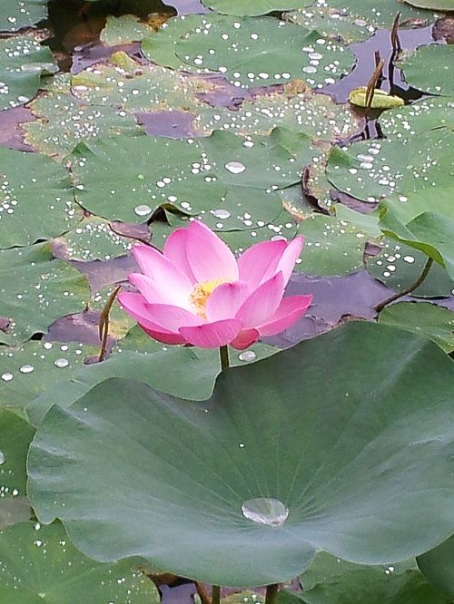 Lotosas,  Srautas,  Lotuso Gėlė