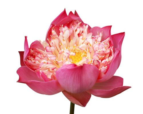 Lotoso Gėlės, Dekoruoti, Rožinė Lotta, Daug Sparnų, Vietnamas