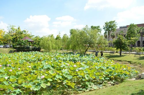 Lotoso Tvenkinys,  Azijos Universitetas,  Mėlyna Diena,  Baiyun,  Gamta