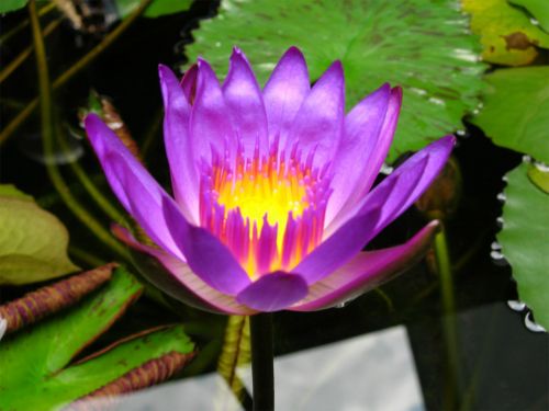 Lotosas,  Gėlė,  Lotus