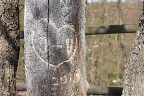 Meilė, Medis, Gamta, Mediena, Medžio Žievė, Širdis, Data