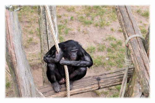Bonobo,  Beždžionė,  Zoologijos Sodas,  Serijos,  Beždžionės,  Holland,  Amsterdamas,  Gyvūnas,  Gyvūnai,  Gamta,  Artis,  Žinduolis,  Apenheul,  Apeldoorn,  Myliu Beždžiones Bonobos