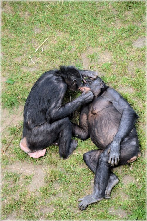 Bonobo,  Beždžionė,  Zoologijos Sodas,  Serijos,  Beždžionės,  Holland,  Amsterdamas,  Gyvūnas,  Gyvūnai,  Gamta,  Artis,  Žinduolis,  Apenheul,  Apeldoorn,  Myliu Beždžiones Bonobos 11