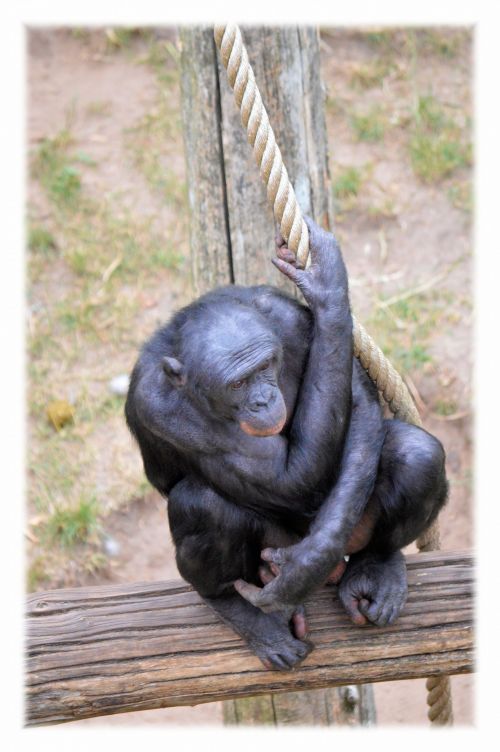 Bonobo,  Beždžionė,  Zoologijos Sodas,  Serijos,  Beždžionės,  Holland,  Amsterdamas,  Gyvūnas,  Gyvūnai,  Gamta,  Artis,  Žinduolis,  Apenheul,  Apeldoorn,  Myliu Beždžiones Bonobos 2