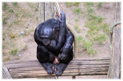 Bonobo,  Beždžionė,  Zoologijos Sodas,  Serijos,  Beždžionės,  Holland,  Amsterdamas,  Gyvūnas,  Gyvūnai,  Gamta,  Artis,  Žinduolis,  Apenheul,  Apeldoorn,  Meilės Beždžionės Bonobos 3