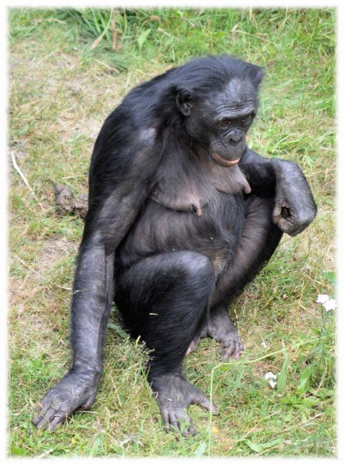 Bonobo,  Beždžionė,  Zoologijos Sodas,  Serijos,  Beždžionės,  Holland,  Amsterdamas,  Gyvūnas,  Gyvūnai,  Gamta,  Artis,  Žinduolis,  Apenheul,  Apeldoorn,  Meilės Beždžionės Bonobos 4