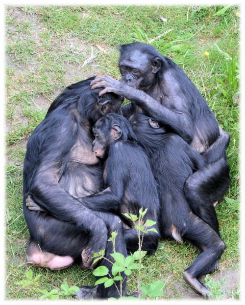 Bonobo,  Beždžionė,  Zoologijos Sodas,  Serijos,  Beždžionės,  Holland,  Amsterdamas,  Gyvūnas,  Gyvūnai,  Gamta,  Artis,  Žinduolis,  Apenheul,  Apeldoorn,  Myliu Beždžiones Bonobos 7