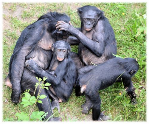 Bonobo,  Beždžionė,  Zoologijos Sodas,  Serijos,  Beždžionės,  Holland,  Amsterdamas,  Gyvūnas,  Gyvūnai,  Gamta,  Artis,  Žinduolis,  Apenheul,  Apeldoorn,  Myliu Beždžiones Bonobos 8