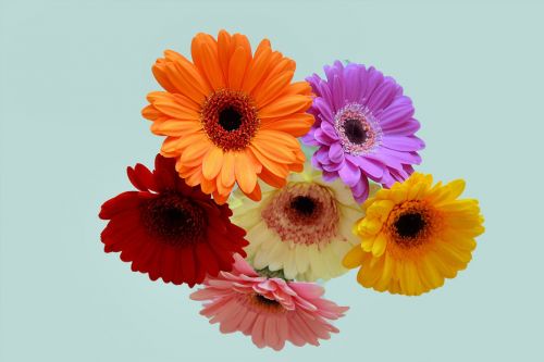 Gėlės,  Spalvinga,  Žydėjimo & Nbsp,  Augalai,  Gražus,  Mielos Gėlės 1