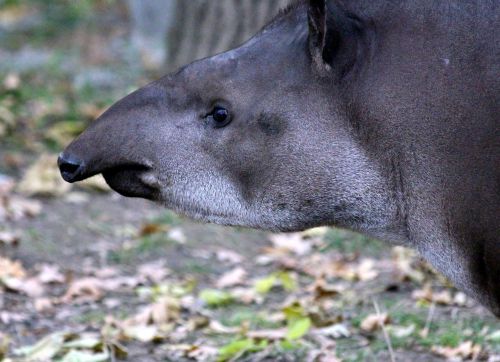 Žemuma Tapiras, Tapirus Terrestris, Tapiras, Ovis, Rusų Gyvūnų, Gyvūnas, Vaizdas, Galva, Krupnyj Planas, Zoologijos Sodas, Ruduo, Uždaryti, Peržiūros, Laukinis Gyvūnas, Laukinis Žvėris, Fauna