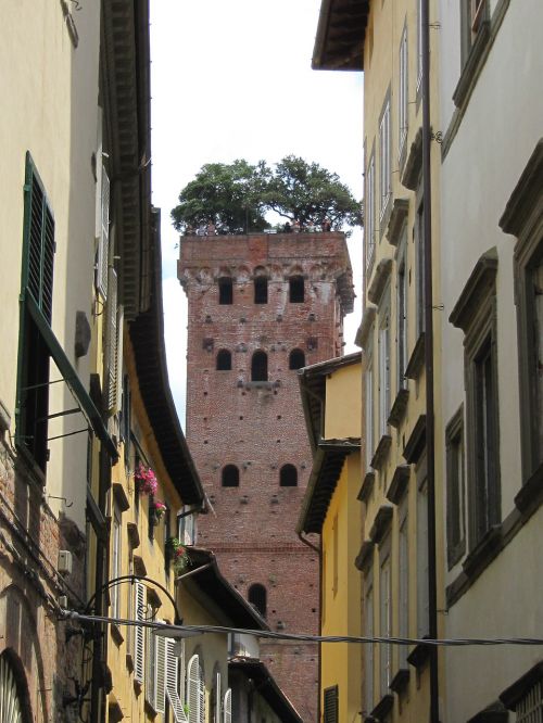 Lucca, Bokštas, Užaugo, Akmens Ąžuolo