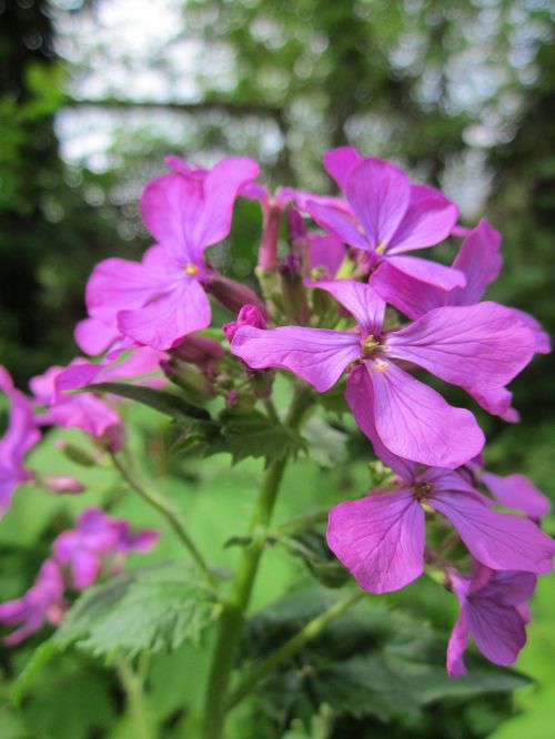 Lunaria Annua,  Sąžiningumas,  Metinis Sąžiningumas,  Wildflower,  Augalas,  Flora,  Botanika,  Rūšis,  Žiedynas