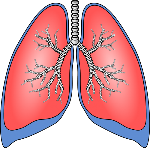 Plaučiai, Organas, Anatomija, Bronchų, Bronchų Vamzdeliai, Bronchų, Žmogus, Kvėpavimas, Biologija, Medicina, Nemokama Vektorinė Grafika