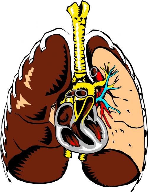 Plaučiai, Širdis, Anatomija, Skerspjūvis, Organas