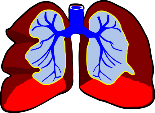 Plaučiai, Žmogus, Anatomija, Bronchų, Bronchas, Bronchų, Bronchų Vamzdeliai, Kvėpavimo Takai, Sveikata, Kvėpavimas, Kvėpavimas, Nemokama Vektorinė Grafika