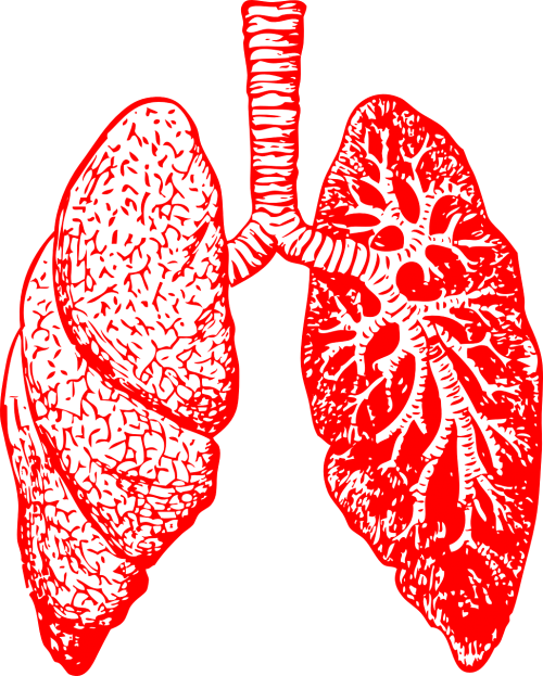 Plaučiai, Anatomija, Kvėpavimas, Bronchitas, Kūno Dalys, Raudona, Nemokama Vektorinė Grafika