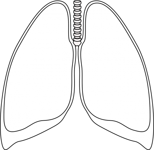 Plaučiai, Aišku, Bronchų, Žmogus, Anatomija, Kvėpavimo Takai, Mokslas, Diagrama, Nemokama Vektorinė Grafika