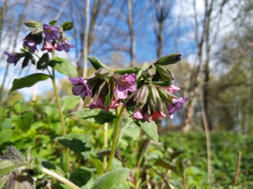 Lungwort, Gėlė, Pavasario Gėlė, Makro