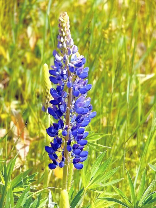 Lupinas, Mėlynas, Gėlė, Vasara, Wildflower, Žolė, Pavasaris